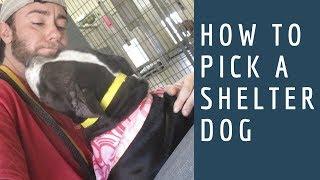 How to Adopt a Dog Ep. 3: How to Pick a Shelter Dog