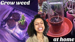 How to grow your own weed at home