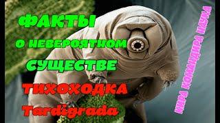 Рассказываю о невероятном микроскопическом существе "ТИХОХОДКА" или "TARDIGRADA" ФАКТЫ от ТИХОХОДКЕ