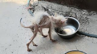 Hesitant At First But Hunger Over Fear, Fragile Body Suddenly Burst Into Tears When I Offered Food!