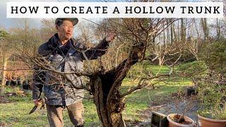 Creating Hollow Trunk Bonsai