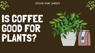 Are Coffee Grounds Good For Plants?