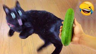 New Funny Animal Videos 2024  Funniest Cats and Dogs  Part 19  Pets Awesome