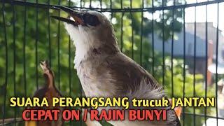 Trucuk BETINA memanggil Jantan Suara Birahi Ngecuplik 100% pancingan trucukan gacor agar BUNYI EMOSI