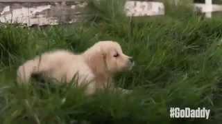 GoDaddy Puppy ad Super Bowl XLIX 2015 - GoDaddy's Super Bowl puppy Commercial 2015