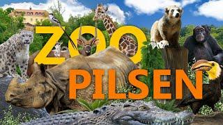 Zoo Pilsen - What is the most species-rich zoo in the world worth? | Zoo impression