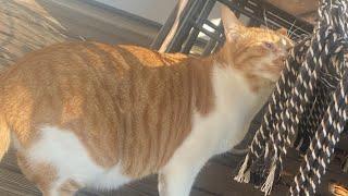 Alexander’s Live‼️Alexander The Cat & Friends  is live!