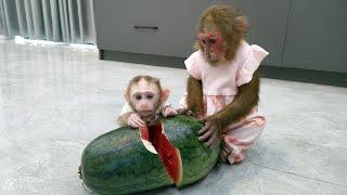 Kobi creatively breaks watermelon in own way for baby monkey Mon to eat