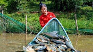 Harvest Fish In The Fields To Sell - Grilled Fish & Cook Sour | Ella Daily Life