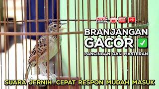 Pancingan dan Masteran Branjangan Gacor Isian Mewah‼️ Episode 09