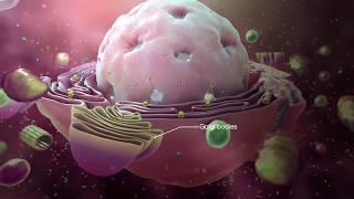 Explaining the Coronavirus Outbreak through 3D Medical Animation