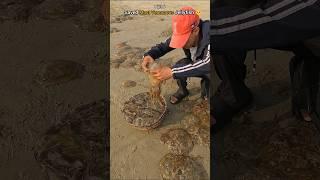 Rescue mission (part 6): Over 100+ jellyfish safely returned to their home 