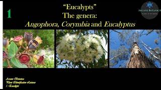 Eucalypt Theory - The Eucalypts - 19Aug2024