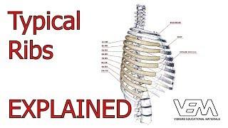 Typical Ribs