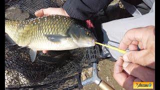 MONDO PESCA - LA CONTESSA DELL'OGLIO -  PIGHI E BARBI CON LA CANNA FALCON - FIUME OGLIO - #pesca