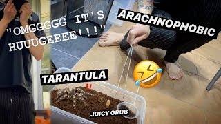 ARACHNOPHOBIC FEEDS my BIG TARANTULAS with FAT JUICY GRUBS !!!