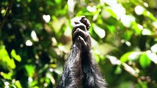 "Mating Machine": Chimps in Issa Valley, Tanzania