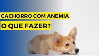 Anemia em Cachorro| O que fazer?|Sintomas|tratamento caseiro