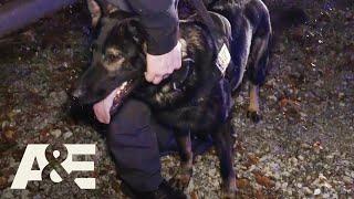 Live PD: Most Viewed K9 Busts | A&E