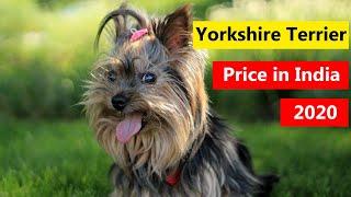 Yorkshire Terrier Puppy Price in India 2020 in Hindi