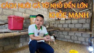 Cách Nuôi Gà Con Từ Nhỏ Nhanh Lớn Khỏe Mạnh Ít Bệnh Tật