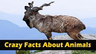 Crazy Facts About Animals  | Amazing Facts | Random Facts | Mind Blowing Facts in Hindi #Shorts