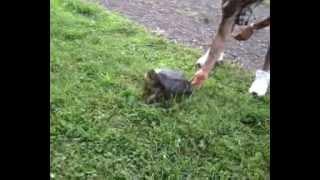 The Turtleman Catches A Snapping Turtle