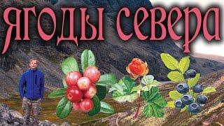 Ягоды Севера / Northern berries