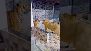 Lion wants to fight with tiger (mian saqib)