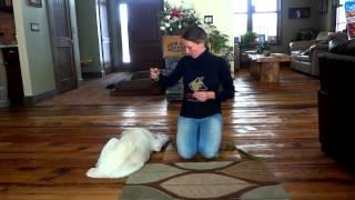 central asian shepherd puppy training