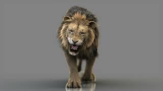 Lion Walking Front View