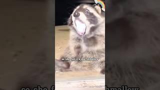 Even animals know that sincerity can move people#animal #raccoon #cute #shortvideo