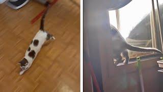 Houdini Kitten! Curious Cat Opens Window And Makes An Escape!