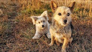 Sad Stray Pup can't Hold Emotions During Reunion with his Lost Mom