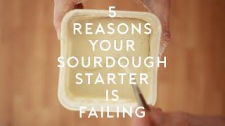 1 Minute: 5 reasons your Sourdough Starter is failing