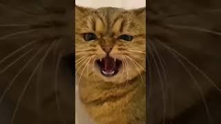 Cute Cat Playing #funnycats #cutecats #cutecat #animals #babycat