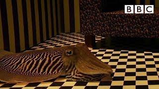 Can Cuttlefish camouflage in a living room? | Richard Hammond's Miracles of Nature - BBC
