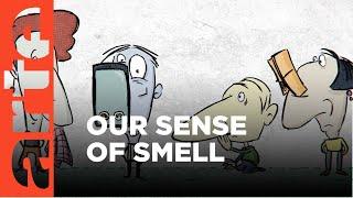 Why Is Smell So Important? | ARTE.tv Documentary