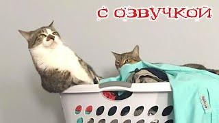 Funny Animal Videos 2024 - Funniest Dogs and Cats Videos #231