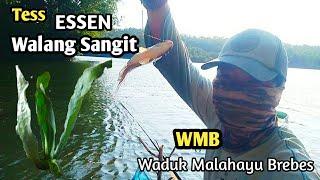 Tes Essen Walang Sangit vs Lumut  Mancing Ikan Nila ||Mancing liar Di Waduk Malahayu