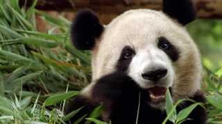  What Does The Panda Say? Panda Calls & Sounds 