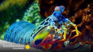 7 Secrets Revealed In The Great Barrier Reef  Smithsonian Channel