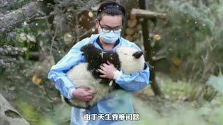 向残疾熊猫泼水取乐的三个女人，到底是什么病态心理？