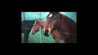 Horse Breeding Farm | Horses in the horse breeding & training club #short#horse