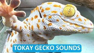 Listen To The Sounds Of Tokay Geckos While Feeding And Cleaning Their Cage