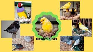 Bird aviary - Mixed aviary birds | Nena's birds