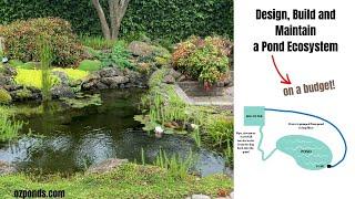 How to build, design and maintain a pond ecosystem