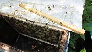 маточники в семье пчел - четыре варианта , чтобы не вылетел рой и была польза от роевой семьи
