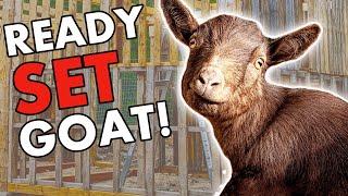 Why GOATS? Meet Our Tribe Of Nigerian Dwarf & Pygmy Goats | Why We Have Goats