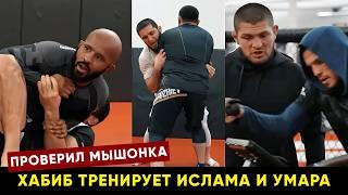 Дагестанцы проверили Мышонка / Хабиб готовит Махачева и Умара к бою на UFC 311